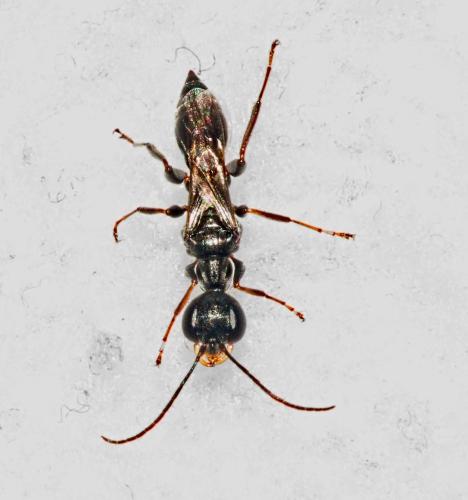 Réf. 352 570 : Ampulex fasciata